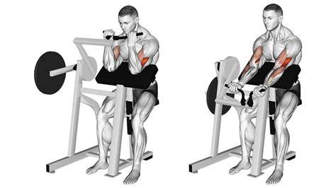 diagrama de curls de predicador y músculos del brazo
